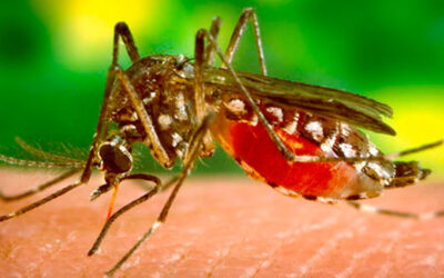Dengue en adultos: diagnóstico, tratamiento y abordaje de situaciones especiales