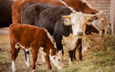 Argentina abre mercados internacionales al levantar prohibición sobre exportación de ganado en pie
