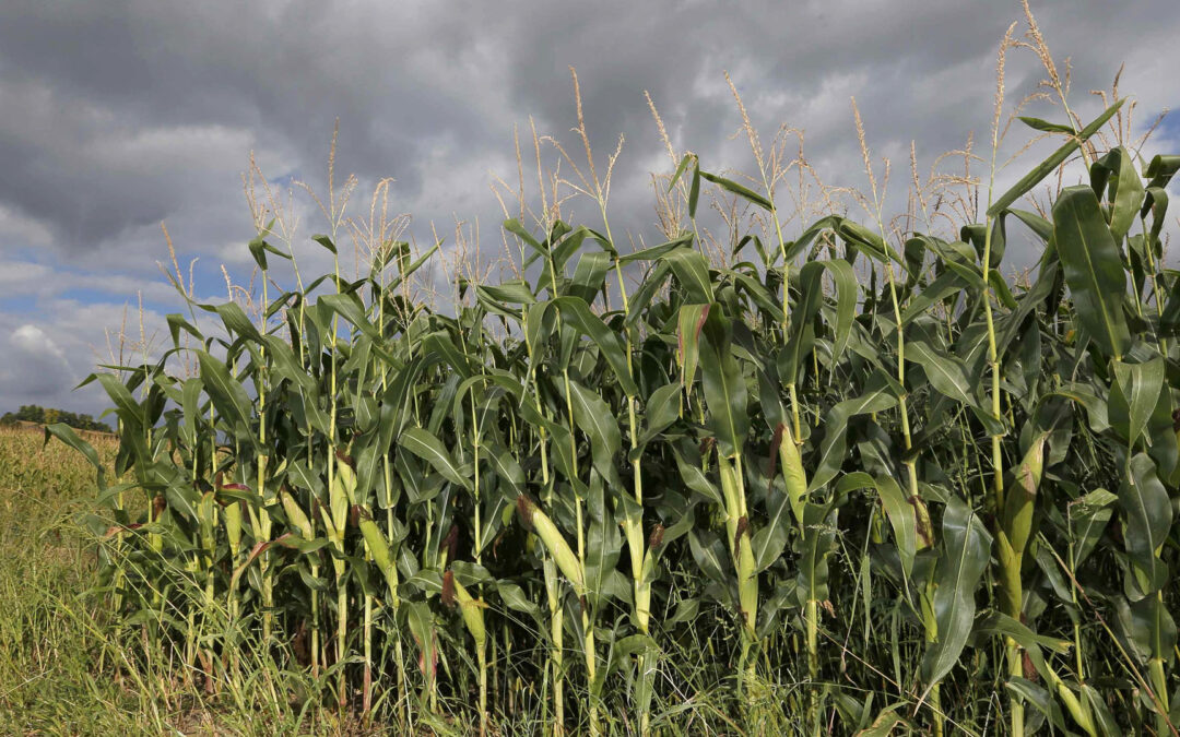 Sector agro advierte: retenciones al maíz y soja suben desde julio y complican al campo